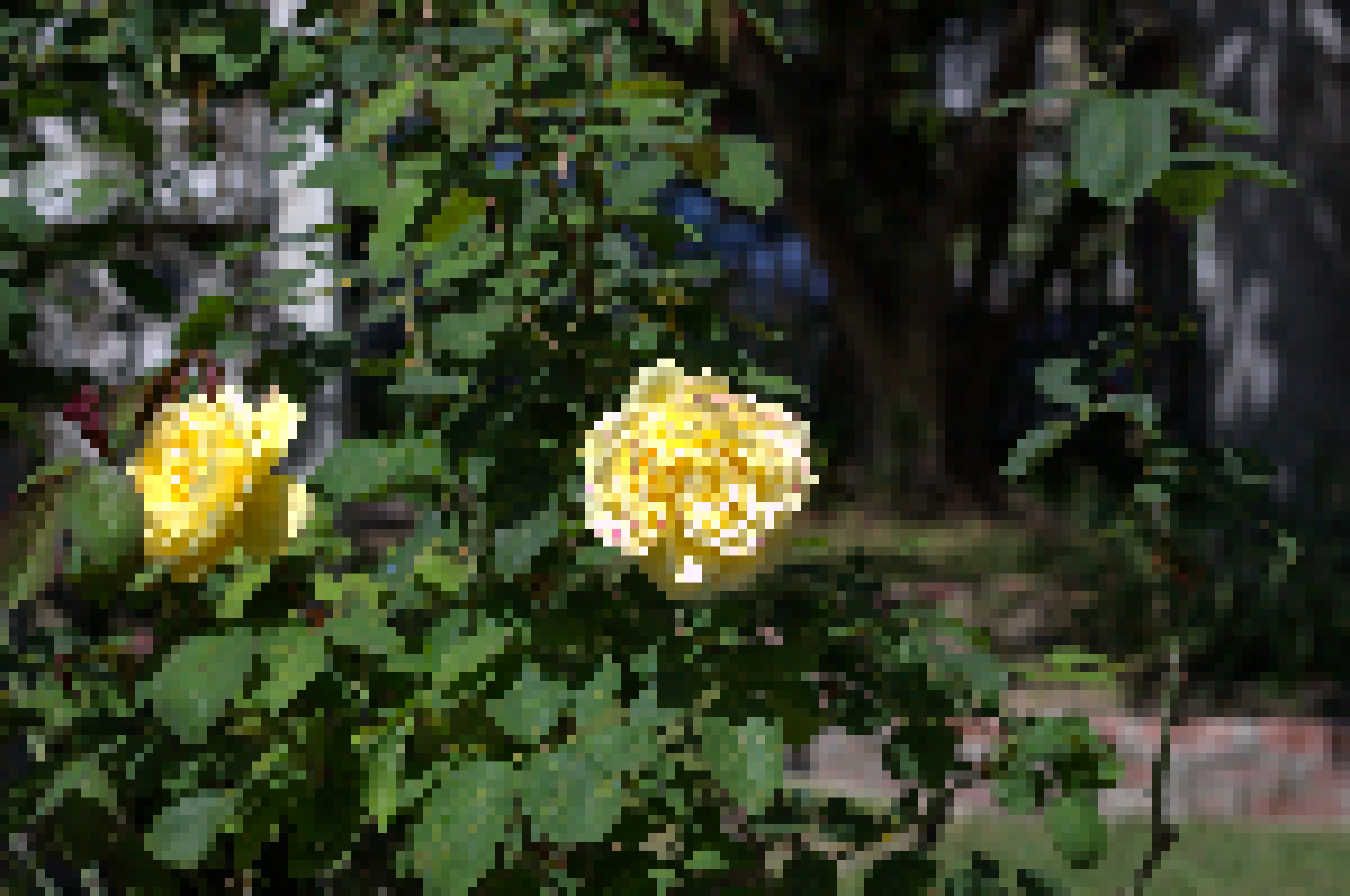 Stop and Smell the Roses
