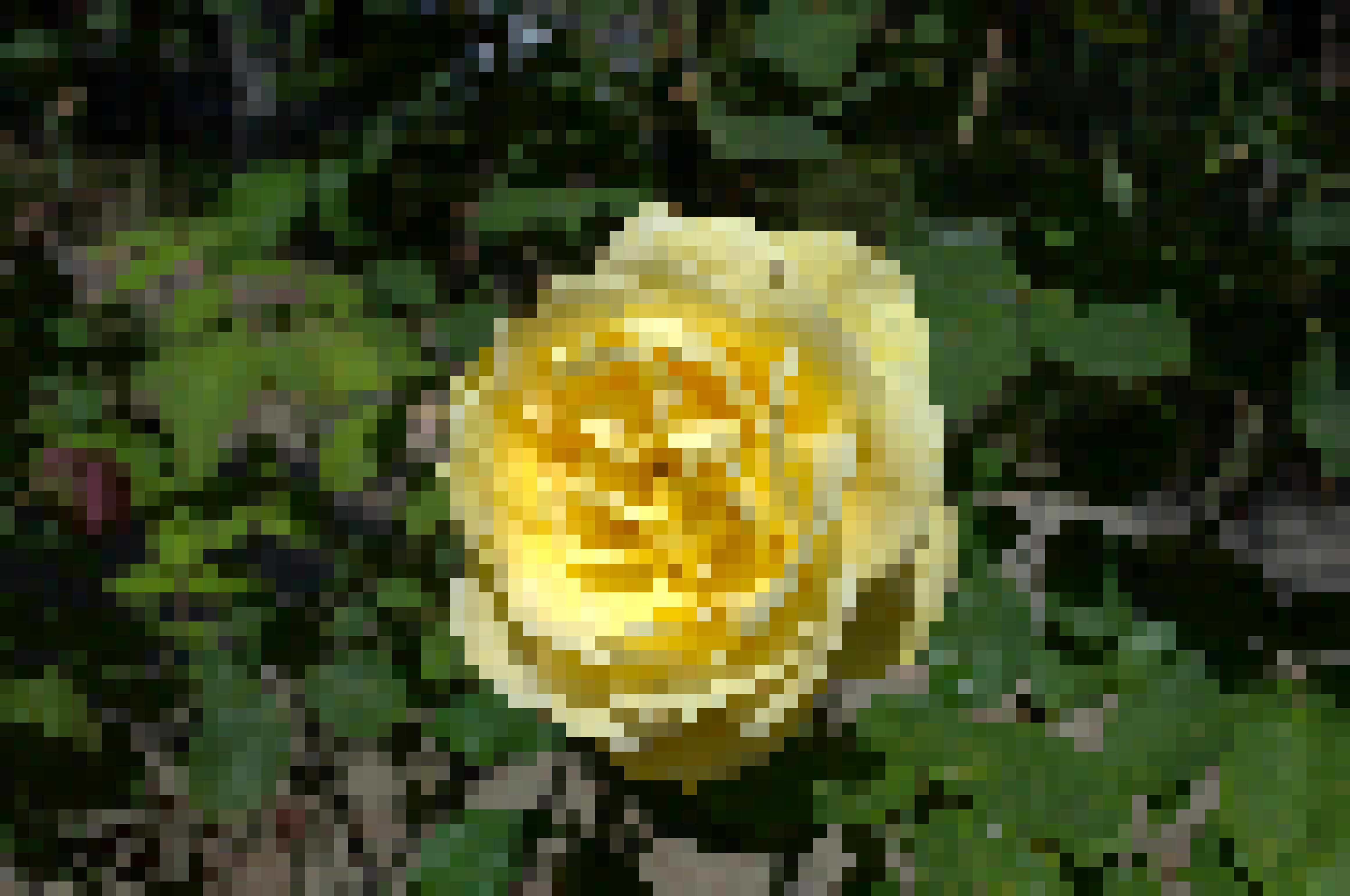Stop and Smell the Roses